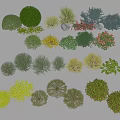 Various Colorful Shrubs with Rounded and Spherical Shapes for Garden Landscaping