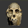 Primate Skull With Yellowish Hue Visible Eye Sockets Nostrils And Teeth On Dark Reflective Background