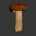 Fresh Edible Mushroom With Red Brown Cap And Light Beige Stem On Dark Glossy Surface