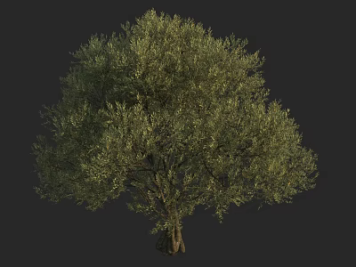 Lush Green Arbor With Dense Foliage And Strong Trunk In Natural Form 3d model