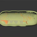 3D Model of Organelle with Light Green Outer Layer Pink Inner Structure and Yellow Particles