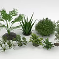 Various Types of Green Indoor Plants Including Palm Aloe and Bushes in Pots