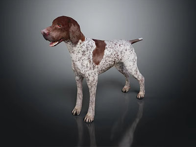 Brown And White Spotted Dog With Short Hair Standing On Dark Background 3d model