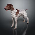 Brown And White Spotted Dog With Short Hair Standing On Dark Background