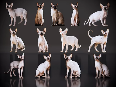 2D pet cat pet hairless cat sphinx kitten home pet 3d model