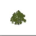 Lush Green Arbor With Dense Foliage And Strong Trunk In Natural Setting