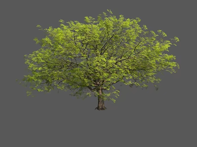 Lush Green Leafy Tree With Thick Trunk And Spreading Branches Isolated On Gray Background 3d model