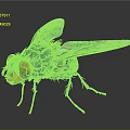 Vibrant Blue Fly With Red Eyes Transparent Patterned Wings And Orange Body