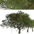 Detailed Tree Models With Top And Side Views Of Foliage Trunk And Branches