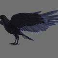 Flying Animal Black Bird with Outstretched Wings and Glossy Feathers in Display Pose
