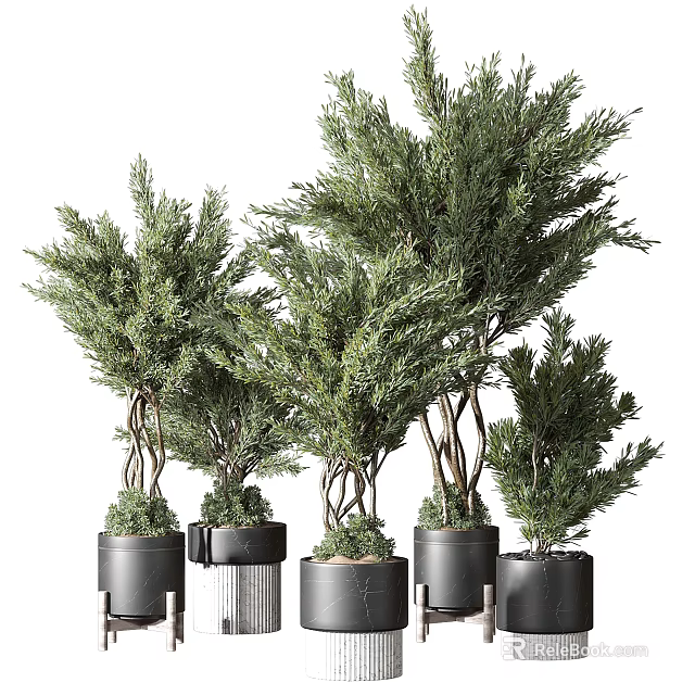 Elegant Stylish Bonsai Potted Plants Featuring Evergreen Pine Foliage In Black Minimalist Pots 3d model 