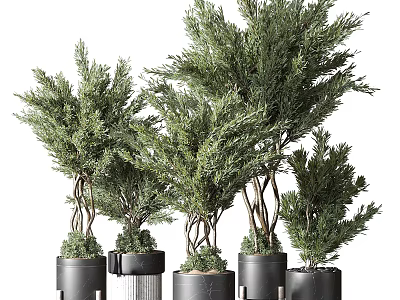 Elegant Stylish Bonsai Potted Plants Featuring Evergreen Pine Foliage In Black Minimalist Pots 3d model