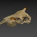 Ancient Cow Skull Specimen At Australian National University Archaeology Research
