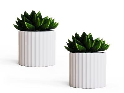 Potted Succulent Plants In White Ribbed Ceramic Pots With Green Leaves 3d model