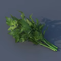 Green Parsley Bundle Featuring Fresh Leaves And Stems On Gray Background 3d model