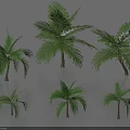 Different Sizes of Palm Trees with Green Leaves and Shadows on Light Background