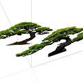 Pohan pine, black pine, modeling pine, modeling tree, ornamental tree, landscape tree, shrub plant 3d model