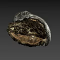 Textured Spiral Seashell With Natural Rock Like Base On Gray Background