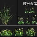 Various Flower and Grass Species Including Lanpu European Globeflower and Basil