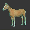 Brown Horse With White Face And Legs Wearing Bridle On Dark Reflective Background 3d model