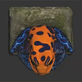 Colorful Frog Sculpture With Orange Blue Skin And Black Spots Sitting On Natural Rock