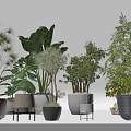 Bonsai and Potted Plants For Indoor Home Decor Featuring Various Green Species And Stylish Planters