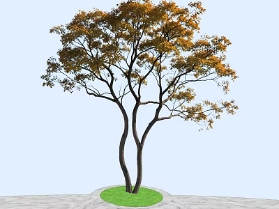 Tall Arbor With Dual Trunks And Orange Yellow Leaves On Green Lawn And Gray Ground 3d model