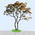 Tall Arbor With Dual Trunks And Orange Yellow Leaves On Green Lawn And Gray Ground