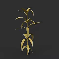 Golden Corn Plant With Tall Stalk And Lush Golden Leaves