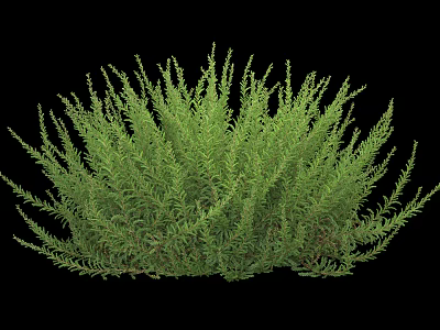 Lush Green Shrub With Dense Foliage And Natural Growth Structure Appearance 3d model