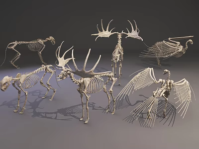 Medical Devices Metal Animal Skeleton Models For Educational Teaching Purposes 3d model