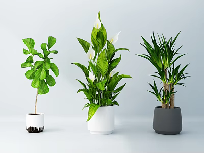 Indoor Potted Bonsai Plants With Green Leaves White Flowers And Different Pots 3d model