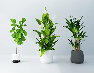 Indoor Potted Bonsai Plants With Green Leaves White Flowers And Different Pots 3d model