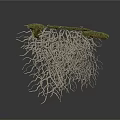 Natural Plant Structure With Green Grassy Top And Exposed Intertwined Roots