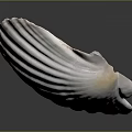 Scallop With Pink And White Fan Shaped Smooth Shell On Natural Background