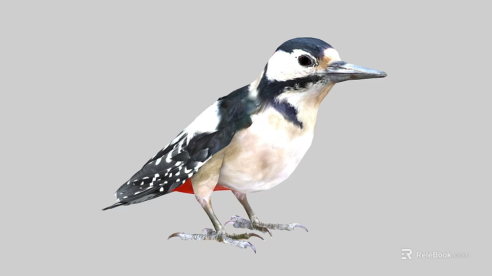 Black and White Woodpecker With Red Belly and Spotted Wings in Standing Pose 3d model 