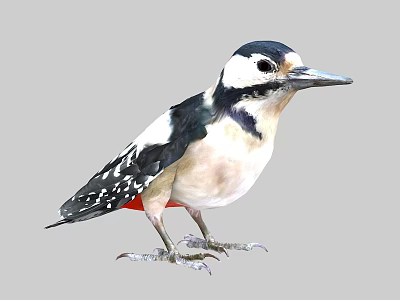 Black and White Woodpecker With Red Belly and Spotted Wings in Standing Pose 3d model