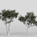 Two Trees With White Trunks And Lush Green Foliage And Spreading Branches 3d model