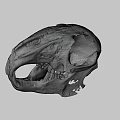Detailed Animal Skull Anatomical Model With Visible Bone Structure On Dark Background