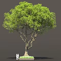 Tall Green Tree With Dense Foliage Brown Trunk And People At Base