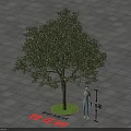 Osmanthus Tree 5.5 Meters Tall with Green Circular Base on Square Paved Ground