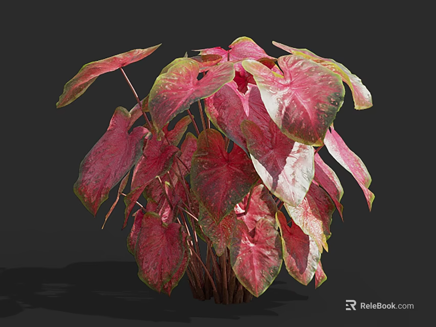 Potted Caladium Plant With Vibrant Pink Green And White Lush Leaves 3d model 
