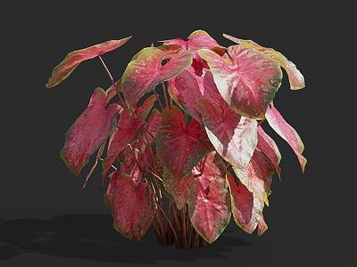 Potted Caladium Plant With Vibrant Pink Green And White Lush Leaves 3d model