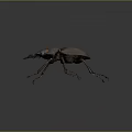 Modern dung beetles 3d model