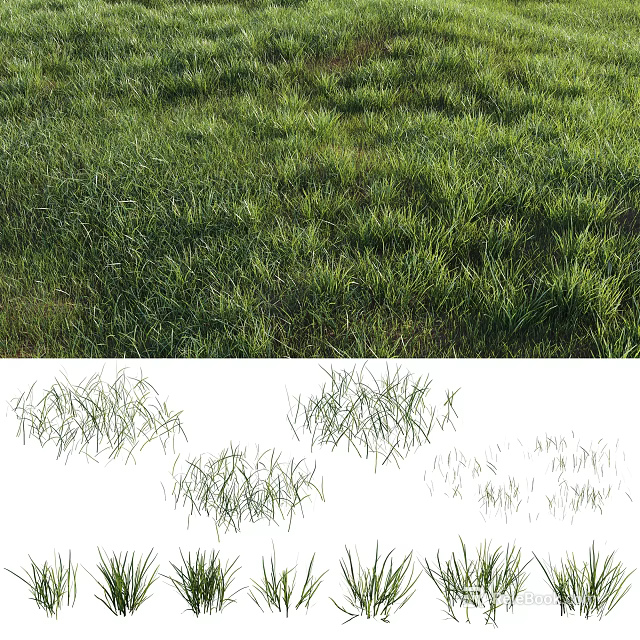 Different Types of Natural Green Grass with Various Growth Patterns and Textures 3d model 