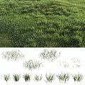 Different Types of Natural Green Grass with Various Growth Patterns and Textures