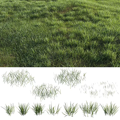 Different Types of Natural Green Grass with Various Growth Patterns and Textures 3d model