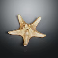 Golden Brown Starfish With Textured Surface On Dark Reflective Background 3d model