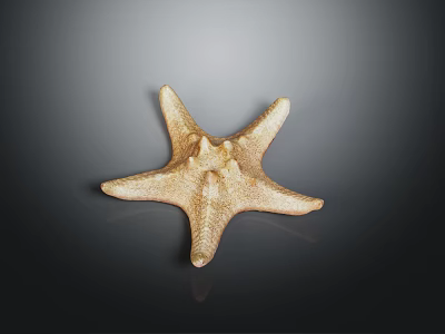 Golden Brown Starfish With Textured Surface On Dark Reflective Background 3d model