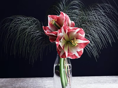 Clear Glass Vase With Red And White Amaryllis Flowers Green Stems And Long Slender Leaves 3d model
